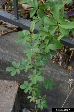 chocolate vine, Akebia quinata  (Ranunculales: Lardizabalaceae) - 5331047