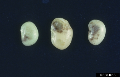 yeast spot (Nematospora coryli ) on lima bean (Phaseolus lunatus ) - 5331063