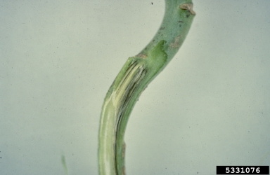 black rot of crucifers (Xanthomonas campestris pv. campestris) on cabbage (Brassica oleracea var. capitata) - 5331076