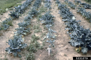 club root of crucifers (Plasmodiophora brassicae ) on cabbage (Brassica oleracea var. capitata) - 5331079
