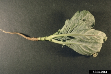 cabbage maggot (Delia radicum ) on cabbage (Brassica oleracea var. capitata) - 5331083