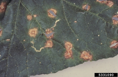 anthracnose (Colletotrichum spp. ) on cucumber (Cucumis sativus ) - 5331090