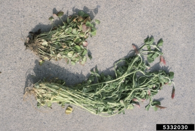 boron deficiency (  ) on clover (Trifolium spp. ) - 5332030