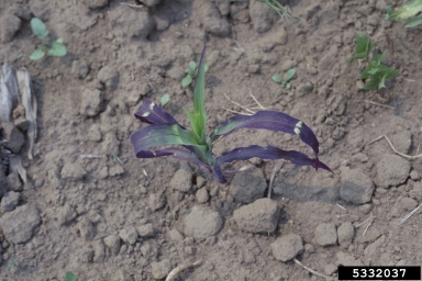phosphorous deficiency (  ) on corn (Zea mays ) - 5332037