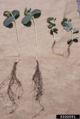 Fusarium wilts, blights, rots and damping-off (Fusarium spp. ) on soybean (Glycine max ) - 5332051