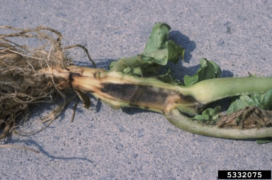 Tomato Spotted Wilt Virus (Tospovirus TSWV ) on tobacco (Nicotiana spp. ) - 5332075