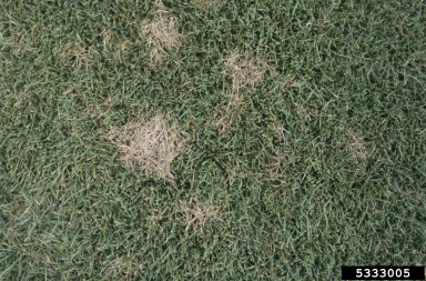 dollar spot (Sclerotinia homoeocarpa ) on Kentucky bluegrass (Poa pratensis ) - 5333005