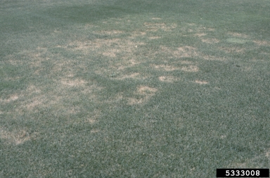 spring dead spot (Ophiosphaerella korrae ) on bluegrass (Poa spp. ) - 5333008