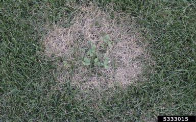 summer patch (Magnaporthe poae ) on annual bluegrass (Poa annua ) - 5333015