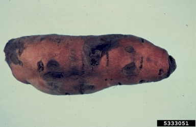 Fusarium wilts, blights, rots and damping-off (Fusarium spp. ) on sweetpotato (Ipomoea batatas ) - 5333051