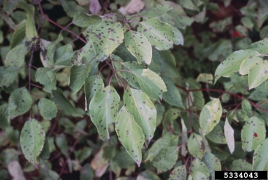 Septoria leaf spot (Septoria cornicola ) on flowering dogwood (Cornus florida ) - 5334043