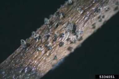 dogwood anthracnose (Discula destructiva ) on flowering dogwood (Cornus florida ) - 5334051