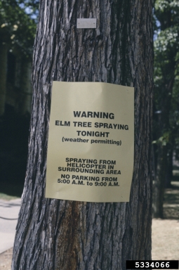 Dutch elm disease (Ophiostoma ulmi ) on American elm (Ulmus americana ) - 5334066