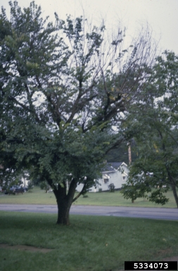 stem girdling roots on Norway maple (Acer platanoides ) - 5334073