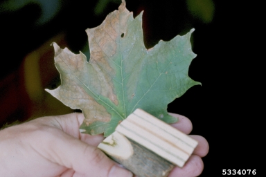 Verticillium wilt (Verticillium dahliae ) on sugar maple (Acer saccharum ) - 5334076
