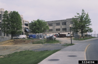 construction on oak (Quercus spp. ) - 5334094