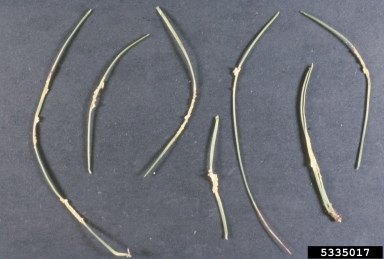 pine needle rusts (Coleosporium spp. ) on pine (Pinus spp. ) - 5335017