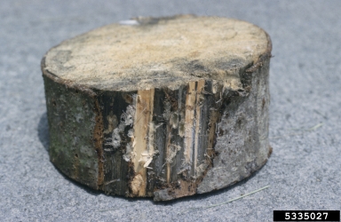 Leptographium root disease (Leptographium procerum ) on eastern white pine (Pinus strobus ) - 5335027