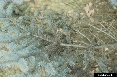 Rhizosphaera needle cast (Rhizosphaera kalkhoffii ) on blue spruce (Picea pungens ) - 5335036