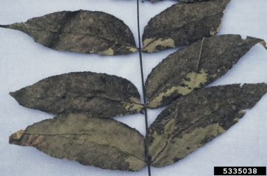 sooty mold on walnut (Juglans spp. ) - 5335038