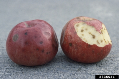 boron deficiency (  ) on apple (Malus domestica ) - 5335054
