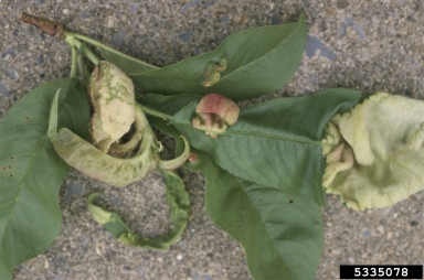 peach leaf curl (Taphrina deformans ) on peach (Prunus persica ) - 5335078