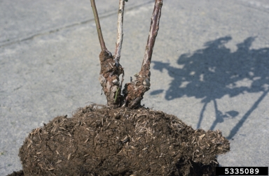 crown gall (Rhizobium radiobacter ) on blueberry (Vaccinium spp. ) - 5335089