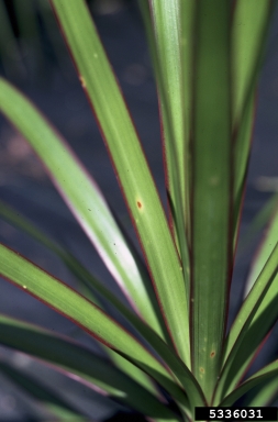 Fusarium wilts, blights, rots and damping-off, Fusarium spp.  (Hypocreales: Nectriaceae) - 5336031