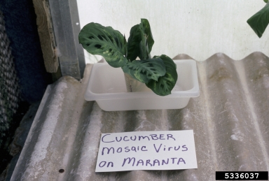 Cucumber Mosaic Virus (Cucumovirus CMV ) on maranta (Maranta spp. ) - 5336037