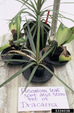 Fusarium wilts, blights, rots and damping-off (Fusarium spp. ) on dracaena (Dracaena spp. ) - 5336038
