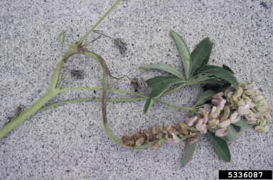 anthracnose (Colletotrichum spp. ) on lupine (Lupinus spp. ) - 5336087