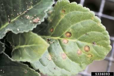 Tomato Spotted Wilt Virus (Tospovirus TSWV ) on gloxinia (Gloxinia spp. ) - 5336093