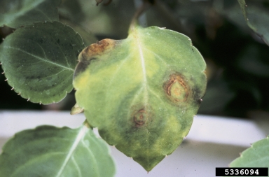 Impatiens Necrotic Spot Virus (Tospovirus INSV ) on touch-me-not (Impatiens spp. ) - 5336094