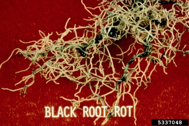 black root rot (Thielaviopsis basicola ) on Japanese holly (Ilex crenata ) - 5337048