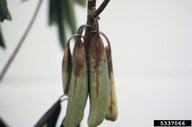 Phytophthora root and crown rots (Phytophthora spp. ) on rhododendrons and azaleas (Rhododendron spp. ) - 5337066