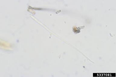 Cercospora fungi (Cercospora spp. ) on lettuce (Lactuca sativa ) - 5337081