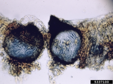 black rot (Botryosphaeria obtusa ) on apple (Malus domestica ) - 5337100