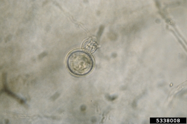 Phytophthora basal canker, Phytophthora palmivora  (Peronosporales: Peronosporaceae) - 5338008