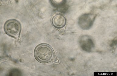 Phytophthora basal canker, Phytophthora palmivora  (Peronosporales: Peronosporaceae) - 5338009