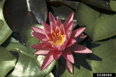 waterlilies, Nymphaea spp.  (Nymphaeales: Nymphaeaceae) - 5338086