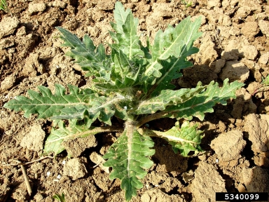 black henbane, Hyoscyamus niger  (Solanales: Solanaceae) - 5340099