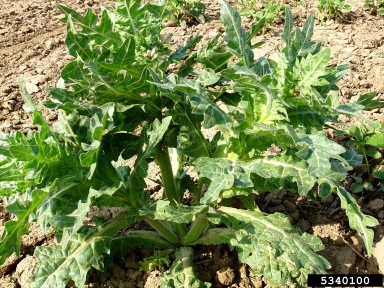 black henbane, Hyoscyamus niger  (Solanales: Solanaceae) - 5340100