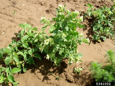 black henbane, Hyoscyamus niger  (Solanales: Solanaceae) - 5341002