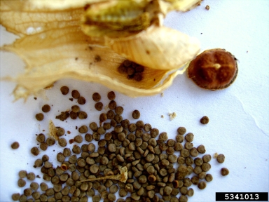 black henbane, Hyoscyamus niger  (Solanales: Solanaceae) - 5341013