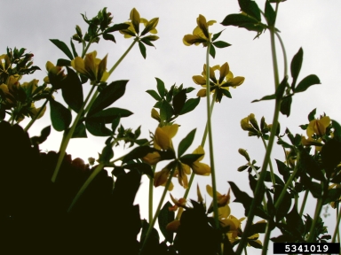 birdsfoot trefoil, Lotus corniculatus  (Fabales: Fabaceae (Leguminosae)) - 5341019
