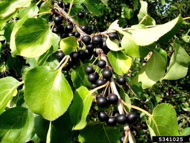 European buckthorn, Rhamnus cathartica  (Rhamnales: Rhamnaceae) - 5341025