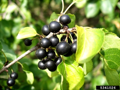 European buckthorn, Rhamnus cathartica  (Rhamnales: Rhamnaceae) - 5341026
