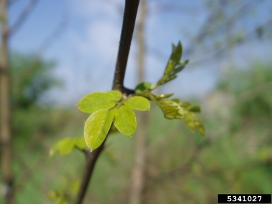 black locust, Robinia pseudoacacia  (Fabales: Fabaceae (Leguminosae)) - 5341027