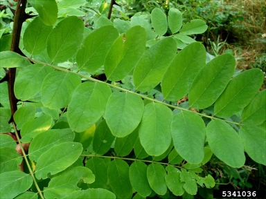 black locust, Robinia pseudoacacia  (Fabales: Fabaceae (Leguminosae)) - 5341036