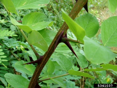 black locust, Robinia pseudoacacia  (Fabales: Fabaceae (Leguminosae)) - 5341037